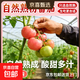 山東新鮮毛粉西紅柿粉番茄自然成熟酸甜可口現摘現發(fā) 毛粉西紅柿大果 4斤 帶箱
