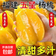 京喜加福建漳州楊桃新鮮水果整箱包郵當季現摘洋桃楊桃【送酸梅粉】 精品鮮楊桃1個(gè)嘗鮮（大果）