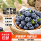 【精品】云南新鮮藍莓當季脆甜孕婦寶寶輔食護眼水果現摘 15-18mm【1盒裝70g/盒】