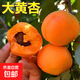 杏樹(shù)樹(shù)苗嫁接特大帝王杏子早熟果樹(shù)盆栽南方北方種植耐寒當年結果 大黃杏 6年苗【當年結果壯苗】