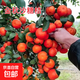 正宗嫁接無(wú)籽砂糖橘苗盆栽地栽無(wú)核橙子南方北方果樹(shù)苗當年結果 金秋沙糖桔 3年苗