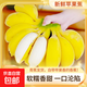 廣西蘋(píng)果蕉多喜啦香蕉青皮生蕉自然熟新鮮蘋(píng)果蕉粉蕉生鮮 凈重9斤