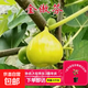 無(wú)花果樹(shù)果苗盆栽地栽波姬紅南方北方種植特大當年結果 金傲芬 5年苗【1顆裝】當年結果