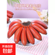 樹(shù)熟紅美人香蕉西雙版納泰韻紅皮香蕉新鮮水果精品 西雙版納樹(shù)熟紅美人蕉三斤