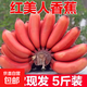 樹(shù)熟紅美人香蕉西雙版納泰韻紅皮香蕉新鮮水果精品 西雙版納樹(shù)熟紅美人蕉五斤