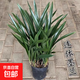 墨蘭蘭花苗盆栽發(fā)貨精品名貴花卉綠植物室內四季好養活企黑 墨蘭9-10苗【精選好苗】