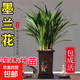 墨蘭蘭花苗盆栽發(fā)貨精品名貴花卉綠植物室內四季好養活企黑 墨蘭（高方盆+底托）【10棵裝】