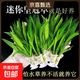 【京東物流】魚(yú)缸水草植物水培蜈松裝飾陰性?xún)艋|(zhì)生態(tài)造景全套 迷你矮皇冠草11支（7-10厘米）送4個(gè)杯