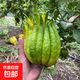 云南佛手果新鮮現摘精品觀(guān)賞禮佛聞香應季新鮮佛手柑青果黃果隨緣 觀(guān)賞中大果1個(gè)（1.4-1.6斤）