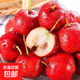 甜紅子山楂櫻桃小山楂鮮果山里紅糖葫蘆糖雪球新鮮孕婦水果現摘 【凈重2斤】中大果 單果6g+