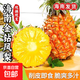 海南正宗金鉆鳳梨臺農17號新鮮水果樹(shù)熟手撕 凈重4.5斤裝【單果650g起】