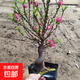 壽星桃老樁苗盆栽重瓣桃花苗室內陽(yáng)臺盆景地栽可觀(guān)賞桃花耐寒好養 10年帶花苞
