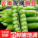 云南甜脆豌豆青豆便宜甜脆水果豌豆農家豌豆新鮮帶殼豌豆莢精品 精品帶殼-5斤新鮮豌豆