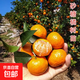 沙糖桔子果樹(shù)苗早熟嫁接砂糖橘子樹(shù)苗盆栽地栽柑橘苗可南北方種植 1年苗