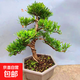 羅漢松老樁大型盆景造型樹(shù)迎客松室內盆栽綠植雀舌羅漢松球形盆栽 造型小老樁 羅漢松