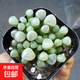 群生多頭多肉植物五十鈴玉陽(yáng)臺辦公室小萌物肉肉植物新手好養活 10葉左右