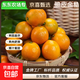 【東東農場(chǎng)專(zhuān)供】廣西脆皮金桔純甜爽口基地直發(fā)優(yōu)選時(shí)令蜜桔 脆皮金桔6號果（4-8g/粒） 1斤