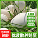 新鮮鵝蛋農家放心好蛋孕婦寶寶老人滋補營(yíng)養現撿現發(fā)生鮮超市 12枚 135-155克