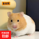 家養高品質(zhì)公婆鼠老公公老婆婆可愛(ài)公婆倉鼠幼寵全場(chǎng)熱賣(mài)好養活 金絲熊弟弟1只