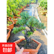 羅漢松老樁大型盆景造型樹(shù)迎客松室內盆栽綠植雀舌羅漢松球形盆栽 20年矮霸老樁