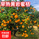 早熟黃巖蜜桔果樹(shù)樹(shù)苗嫁接無(wú)核桔子樹(shù)苗甜橘子果樹(shù)苗當年結果 推薦5年苗當年結果