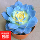 藍鳥(niǎo)錦貴貨多肉植物花卉盆栽室內綠植肉肉植物四季易活新手好養 藍鳥(niǎo)錦原盆原土 帶盆栽好