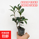 茶梅茶花庭院園林綠化工程苗木樹(shù)苗花園植物四季常綠冬天開(kāi)花 茶梅15-25厘米 1盆 不含盆