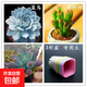 多肉植物精選圖片品種發(fā)貨照圖辦公室室內陽(yáng)臺桌面 藍鳥(niǎo)+吸財樹(shù)+乙女心+盆土