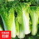 【新鮮現挖】黃心大白菜  農家自種蔬菜包心緊實(shí)白菜 陜西黃心大白菜帶箱8-9斤凈重8斤左右
