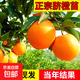正宗贛南臍橙苗嫁接紐荷爾臍橙苗血橙南方北方種植果樹(shù)苗橙子樹(shù)苗 5年苗當年結果