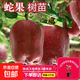 【買(mǎi)一送一】蘋(píng)果裸根樹(shù)苗 耐寒抗病 基地直供新手也能輕松種植 蛇果 5年苗【1顆裝】當年結果