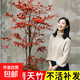 火焰南天竹盆栽客廳水培綠植樹(shù)苗特級真樹(shù)盆景小苗庭院耐寒竹子苗 南天竹60-70厘米高6棵 不含盆