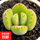 多肉植物組合盆栽熊童子白熊白錦桃蛋綠植花卉室內多肉公室 10顆熊童子小苗4-5片葉子 裸根不帶土