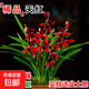 蘭花苗盆栽 建蘭天紅 夏帶花苞出售紅素好養花卉四季室內好養 天紅5苗：送盆土肥，說(shuō)明書(shū)