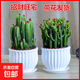 【招財植物】多肉植物盆栽室內客廳綠植花卉新手好養仙人球 聚財山一盆+培育盆 帶盆栽好