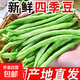 現摘云南新鮮四季豆露天種植特產(chǎn)蕓豆新鮮爽口脆口四季豆批發(fā) 2斤（帶箱）