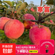 【買(mǎi)一送一】蘋(píng)果裸根樹(shù)苗 耐寒抗病 基地直供新手也能輕松種植 寒富 5年苗【1顆裝】當年結果