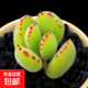 多肉植物桃蛋玉露冰玉橙夢(mèng)露熊童子紅寶石吉娃娃錢(qián)串貴貨組合套餐 熊童子4-5片葉子 顏色隨季節變化 裸根不帶土