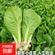 山東農家種植新鮮奶油小白菜有機時(shí)令蔬菜綠葉菜涮菜清脆巨嫩好吃 【泡沫箱發(fā)貨-到手鮮】小白菜（5斤）