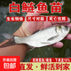 白鰱魚(yú)苗批發(fā)淡水養殖食用鮮活冷水魚(yú)觀(guān)賞魚(yú)鰱鳙跳鰱子胖大頭花鰱魚(yú)苗 5條5-7厘米白鰱魚(yú)苗送1條防損