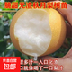 嫁接梨樹(shù)苗秋月梨樹(shù)苗新品種冰糖雪梨當年結果南北方種植盆栽地栽 秋月梨 3年苗根系好