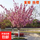 櫻花樹(shù)苗庭院耐寒樹(shù)重瓣晚櫻早櫻花苗染井吉野櫻花南北方種植 晚櫻 2公分粗