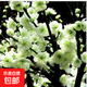 梅花樹(shù)苗 臘梅 紅梅 烏梅 綠梅臘梅花苗梅花苗盆景樹(shù)樁庭院綠化苗 綠梅 3公分粗