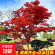 紅楓樹(shù)苗日本紅楓紅舞姬三季紅中華小葉紅庭院盆栽地栽四季紅楓樹(shù) 紅楓樹(shù)苗2公分粗