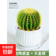 金虎仙人球類(lèi)金琥辦公室內盆栽仙人掌盆栽大號金冠植物超大顆好養 金琥8公分左右+豎紋陶瓷盆 含盆
