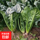 【網(wǎng)紅菠菜 Spinach】現挖菠菜紅根菠菜大葉菠菜批發(fā)火鍋食材青菜 陜西菠菜2斤（凈重1.6斤）
