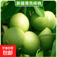 嫁接核桃樹(shù)苗地栽薄皮8518紙皮核桃苗南北方種植果樹(shù)苗當年 新疆薄殼核桃5年苗