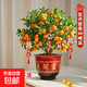 年桔盆栽客廳室內大型年宵綠植新年裝飾招財四季桔金桔果 四季桔盆栽【花開(kāi)富貴樹(shù)脂盆】送隨機喜慶卡片