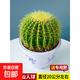 金虎仙人球類(lèi)金琥辦公室內盆栽仙人掌盆栽大號金冠植物超大顆好養 直徑20公分左右送專(zhuān)用肥 含盆
