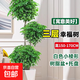 幸福樹(shù)客廳大型綠植盆栽老樁平安樹(shù)室內發(fā)財樹(shù)植物四季好養 單層粗桿幸福樹(shù)50-70cm 含盆
